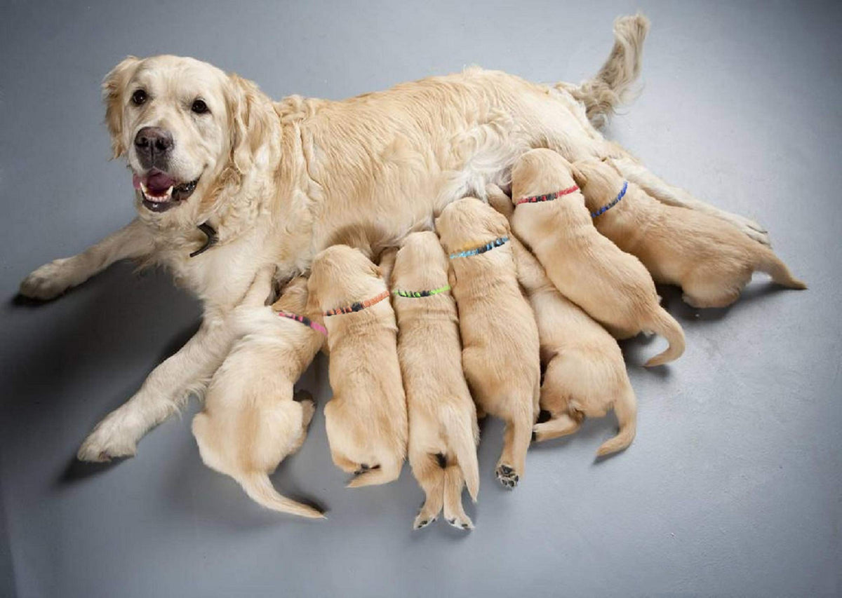 Soft Nylon Puppy Collars 12pcs H138735