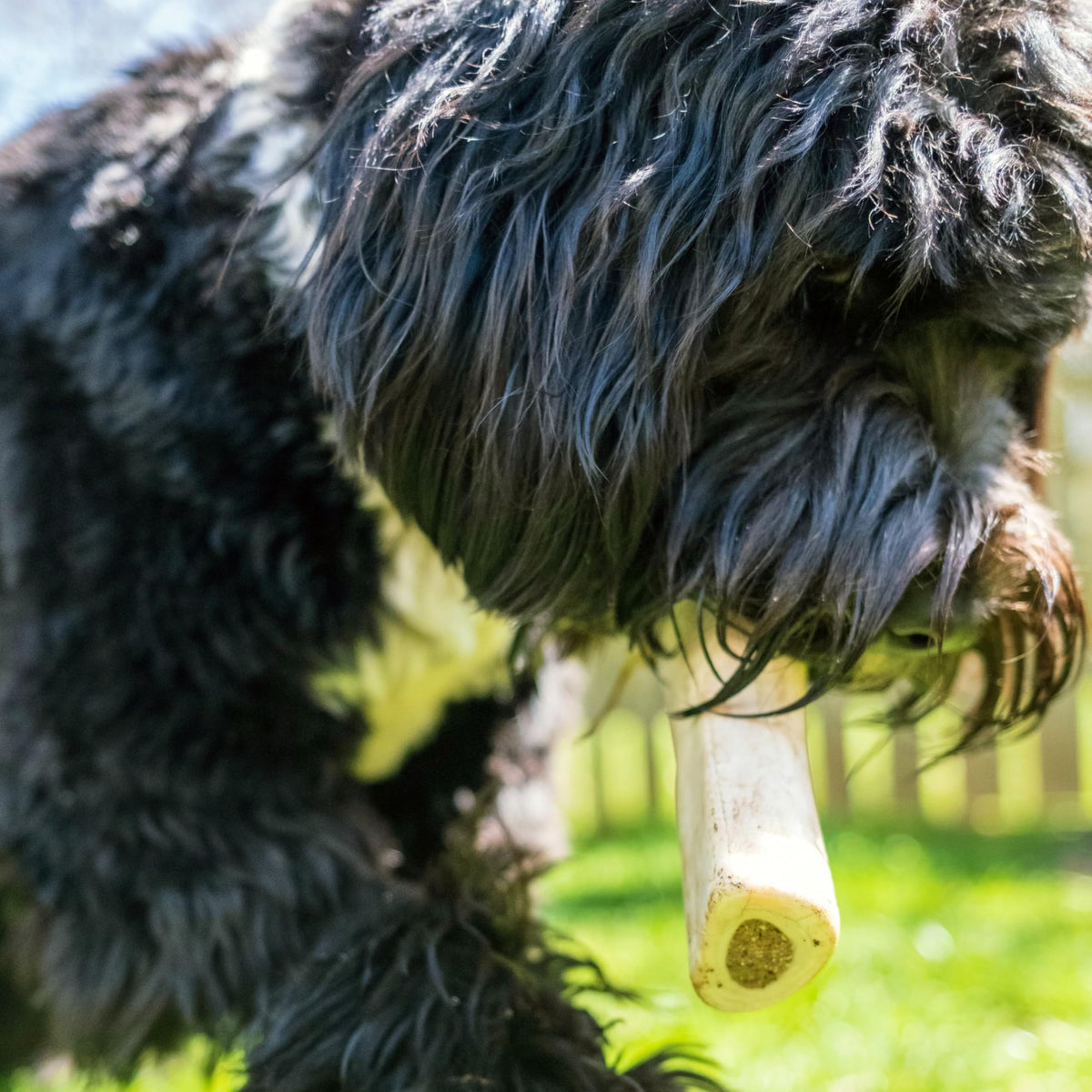 Peanut Butter Flavor Large Stuffed Shin Bones for Dogs B577350