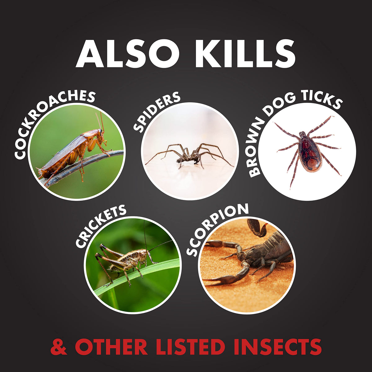 Ant Shield Insect Killer Aerosol 15 Oz E660795