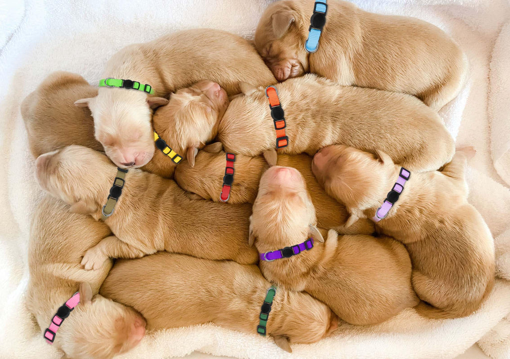 Soft Nylon Puppy Collars 12pcs H138735