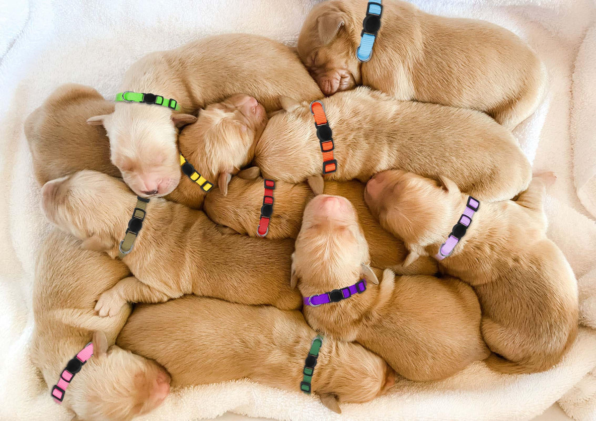 Soft Nylon Puppy Collars 12pcs H138735